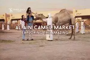 Al Ain Camel Market Blog Banner By thedesertsafariindubai.com