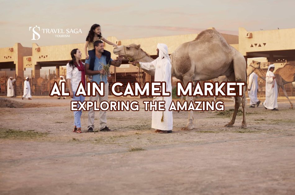 Exploring the Amazing Al Ain Camel Market