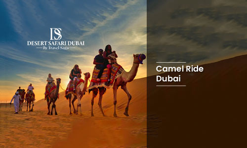 Camel Ride Dubai