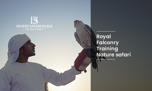 Royal Falconry Training & Nature Safari