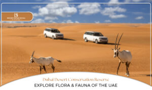 Dubai Desert Conservation Reserve | Desert Wildlife in Dubai Blog Banner By Desert Safari in Dubai