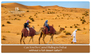 Camel riding in Dubai without a full desert safari experience